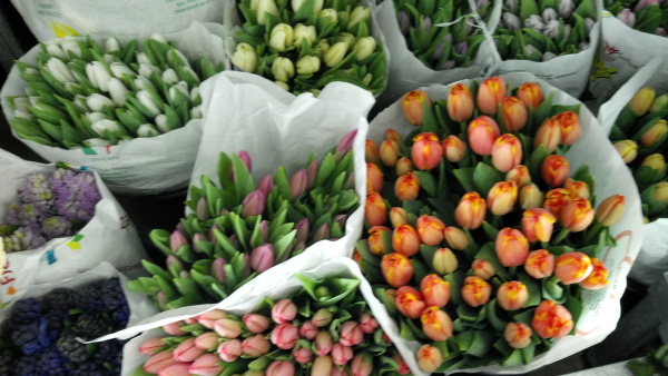 Tulips In Back Bay Boston