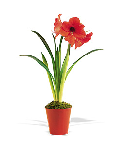 Amaryllis Kits in Boston