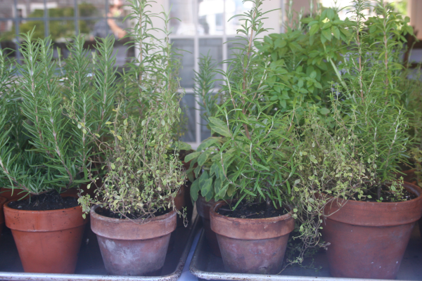 Boston Nursery