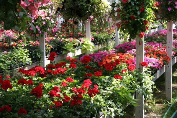 Boston Garden Center