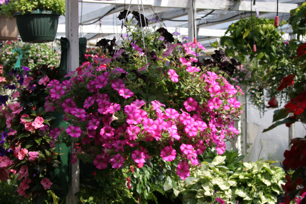 Container gardening in Boston