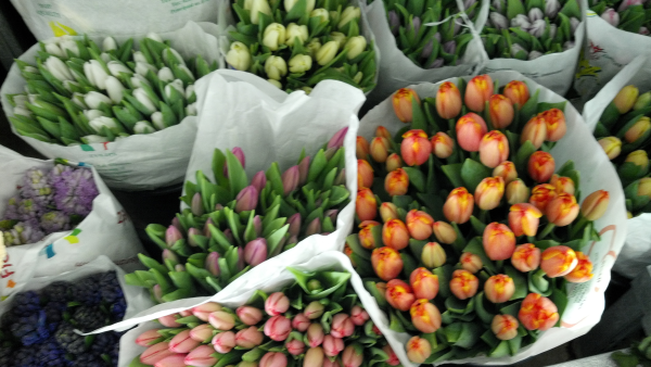 Tulips In Back Bay Boston 