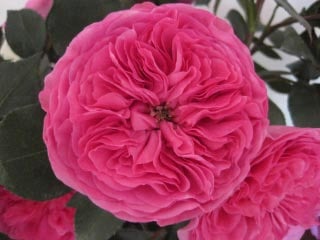 Baronesse Garden Rose Boston Florist