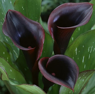 BlackCalla2 resized 600