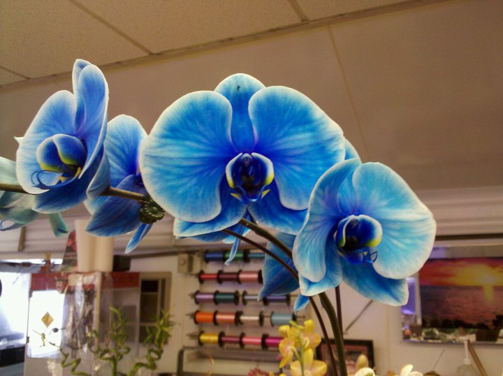 blue orchid