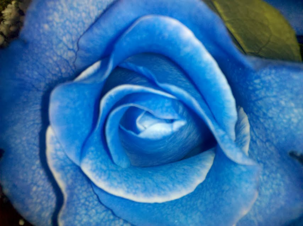 blue roses boston resized 600