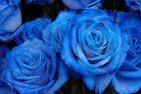 blue roses