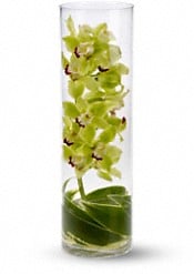Cymbidium Orchid