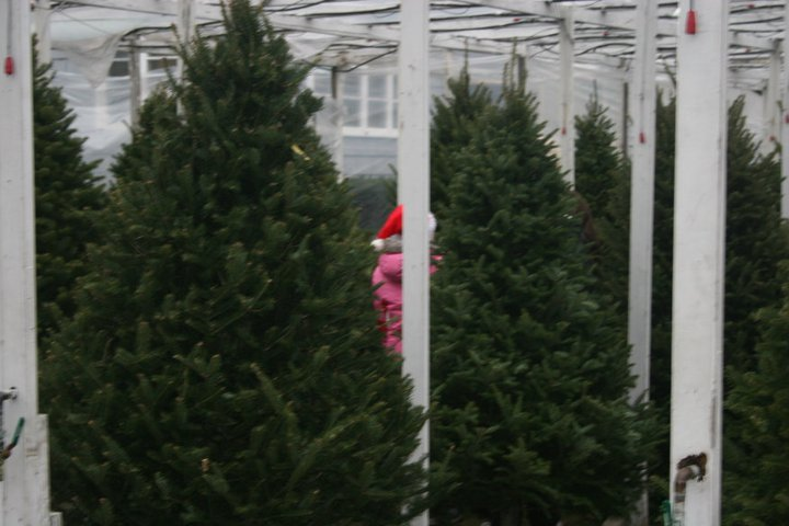 Christmas Trees for Bostonians
