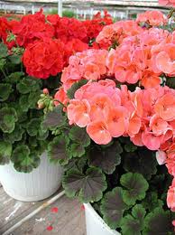 Geraniums Free