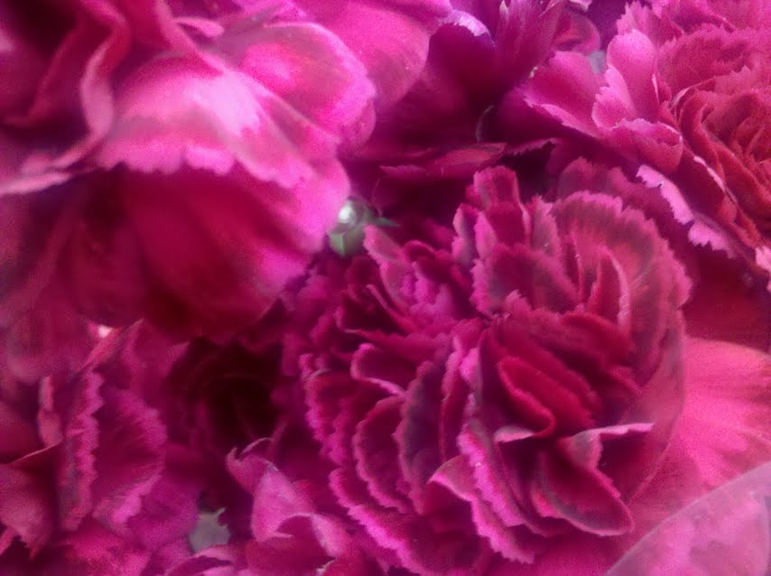 Carnations in Boston