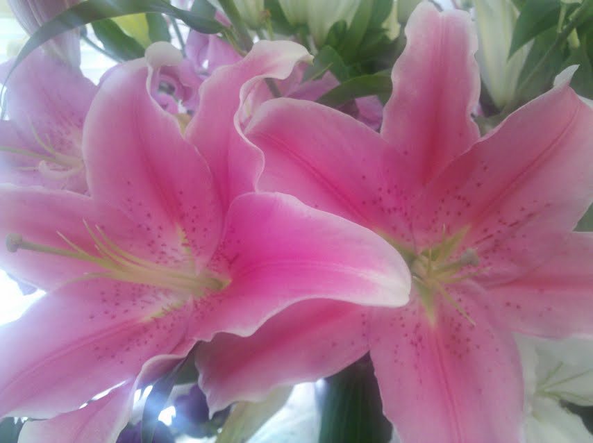 Oriental Lilies in Boston