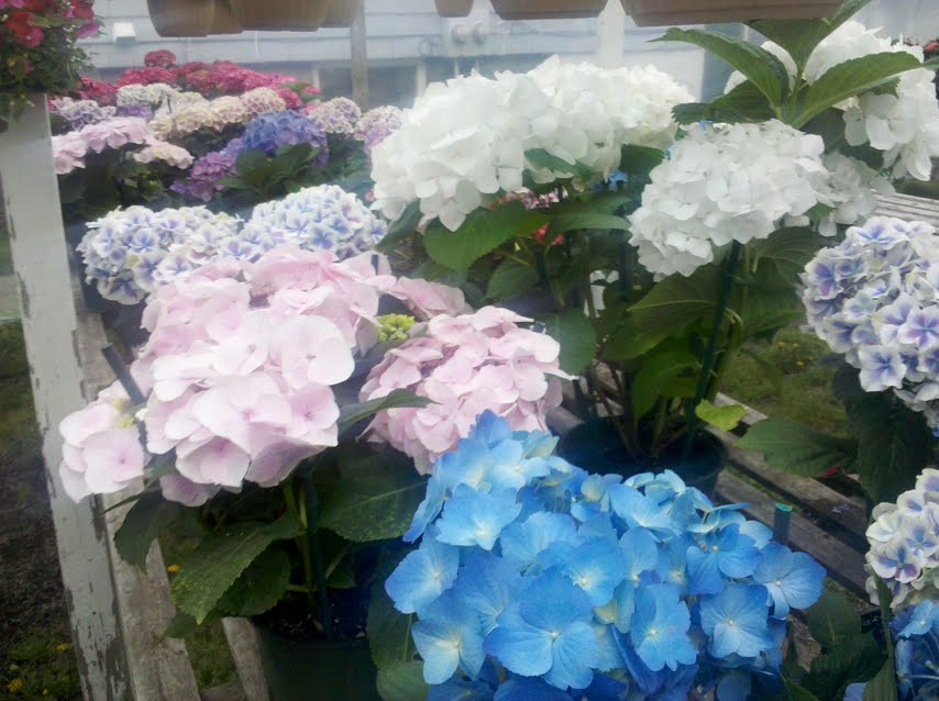 Hydrangeas In Boston