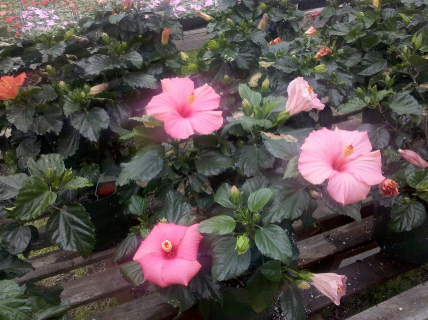 Hibiscus in Boston