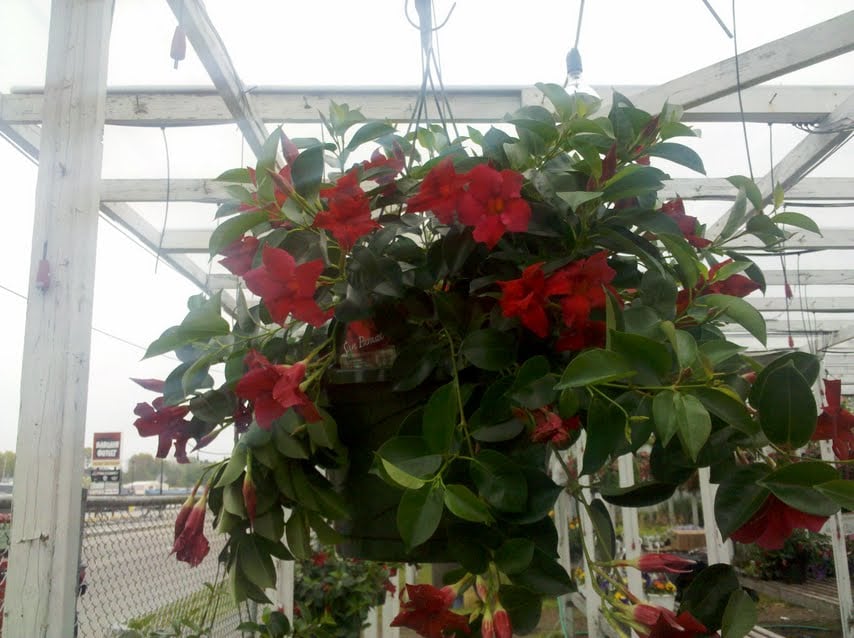 Diplodena Hanging Plant in Boston