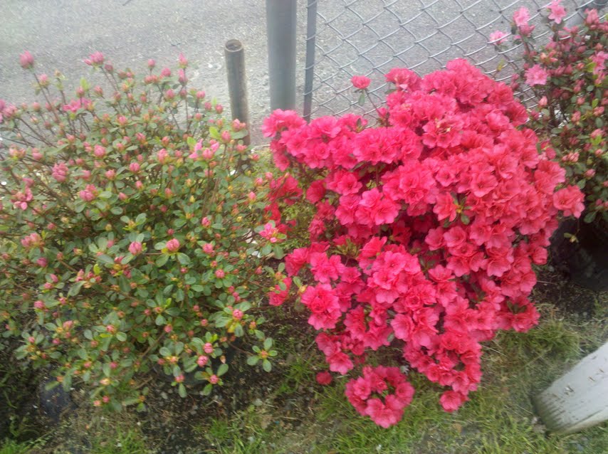 Hardy Azaleas Boston