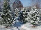 Christmas Trees in Dorchester