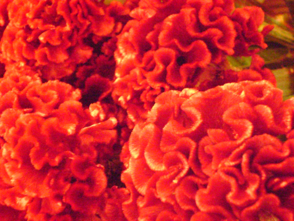 Halloween Party Flowers