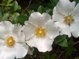 CHEROKEE ROSE resized 600