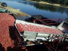 cranberry bog resized 600