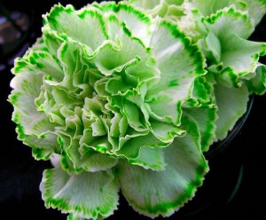 green_carnations_in_boston-resized-600.jpg