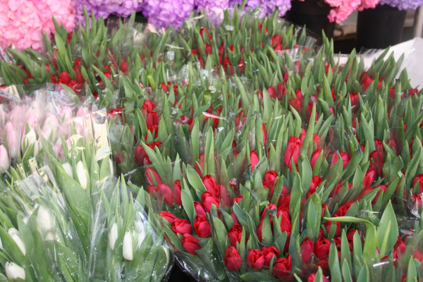 Valentines tulips in boston