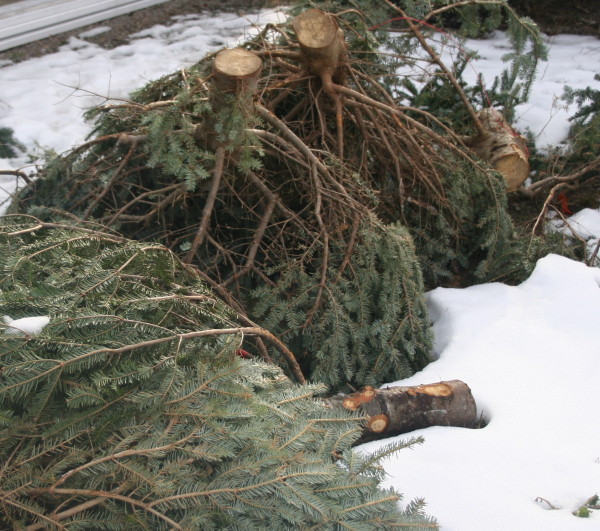 Recycled Christmas Tree