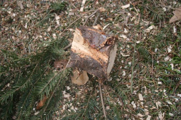 Boston Christmas Tree Uses