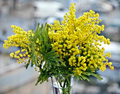 Mimosa Flower is a Symbol for International Women's Day