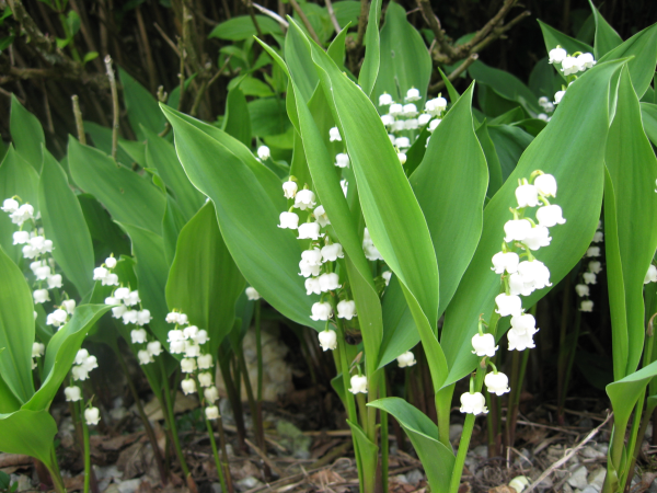 lily of the valley in boston resized 600