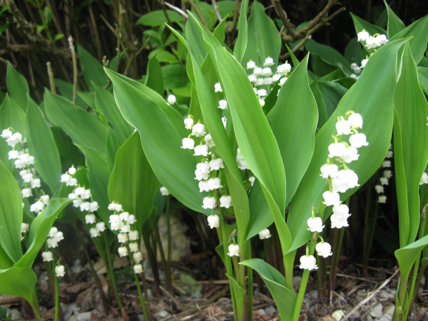 lily_of_the_valley_in_boston-resized-600.jpg