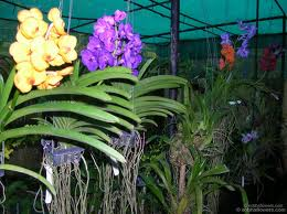 orchid_plants_in_boston-resized-600.jpg