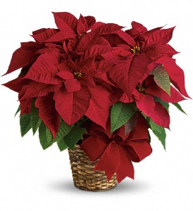 poinsettia boston resized 600