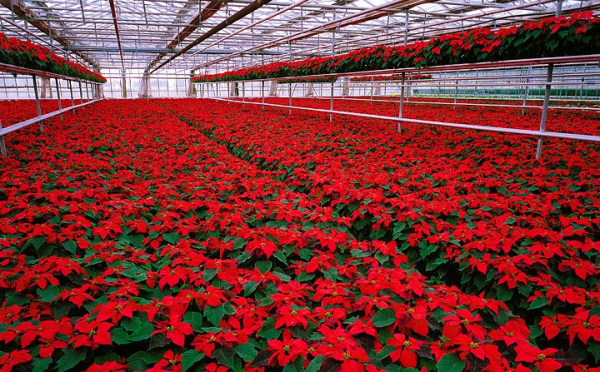 Boston Grown Poinsettias