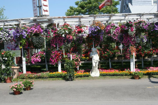 Exotic Flowers in Boston Is Your Urban Garden Center