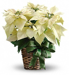 white poinsettia boston resized 600