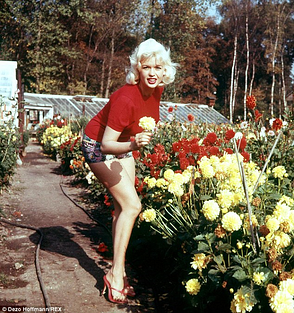 Jayne Mansfield Flowers