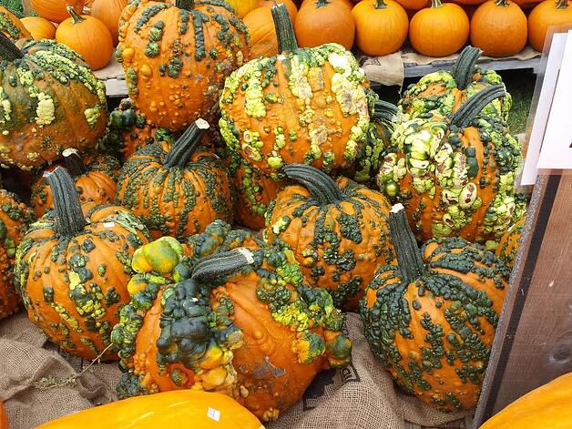 pumpkins
