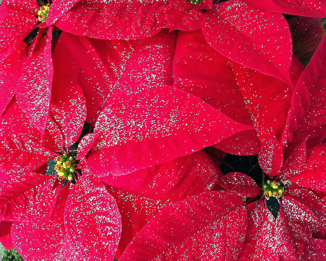 Boston Poinsettias