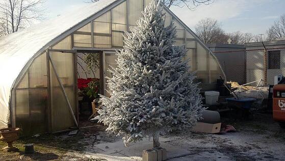 snow_flock_christmas_tree