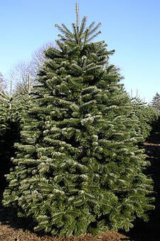 Christmas Trees in Boston