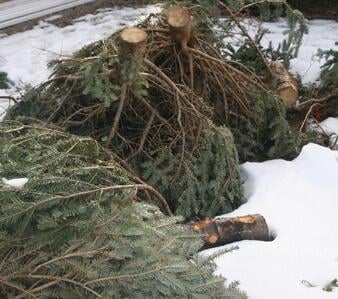 Christmas tree disposal Boston