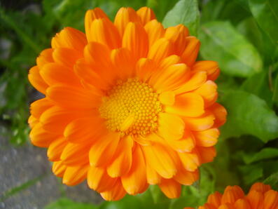 Calendula_officinalis_0.0_R