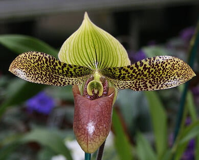 lady slipper orchid