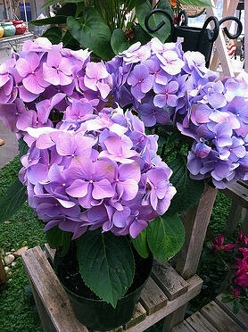 hydrangea plant