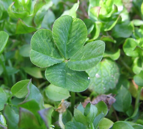 Four-leaf_clover