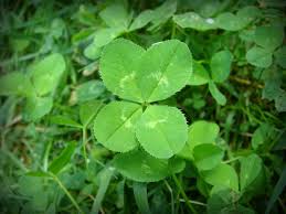 fourleafclover