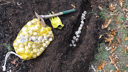 planting bulbs in boston