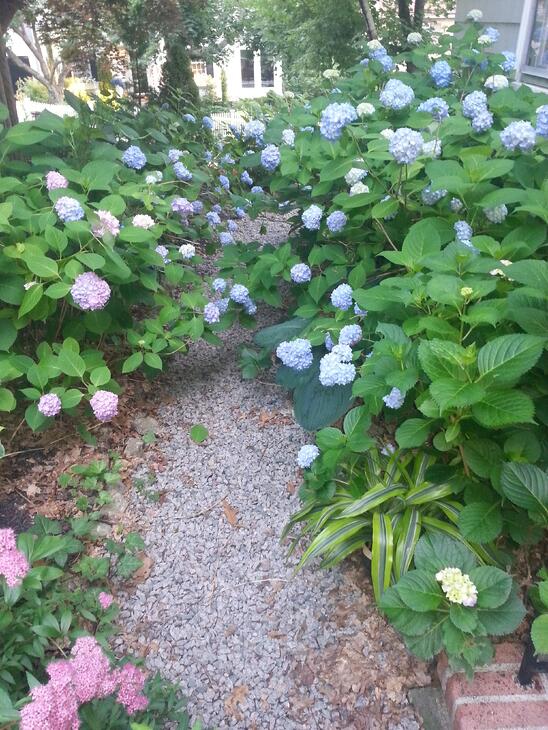 garden path in boston