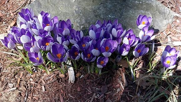 crocus in boston